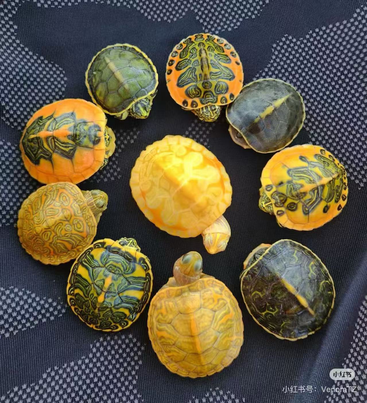 全品中美彩龟卡3左右