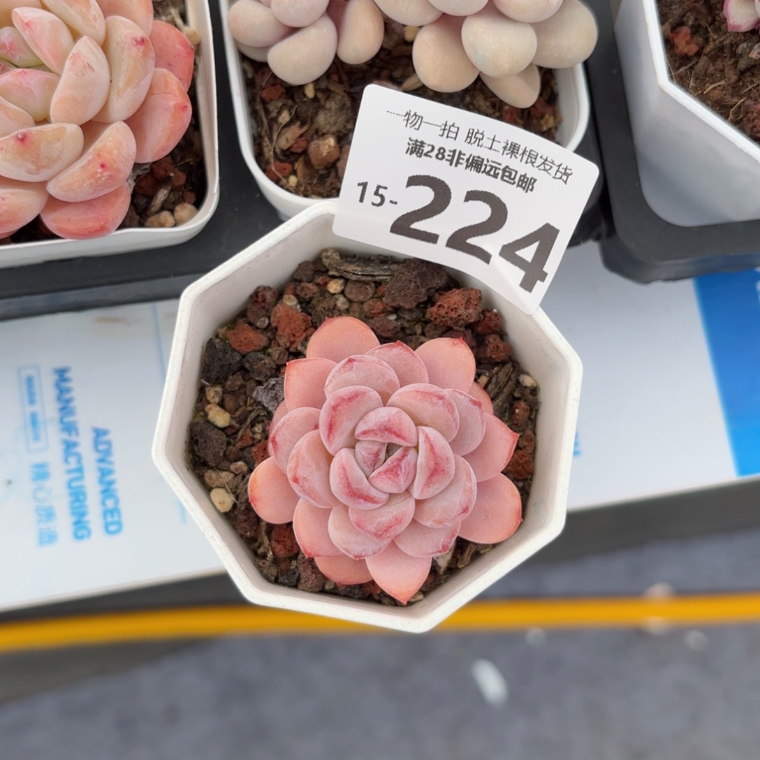 星星雪多肉多肉多肉