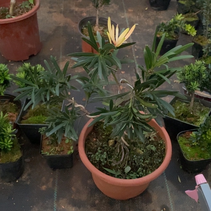 用***4无花朵罗汉松盆景3333