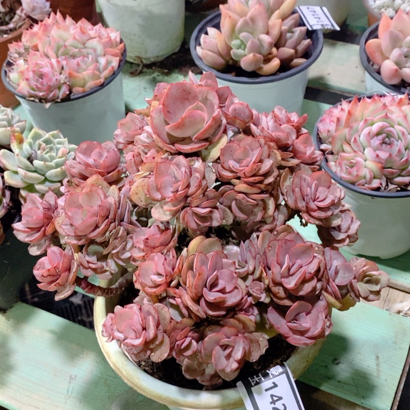 【闪购商品】秀妍14208