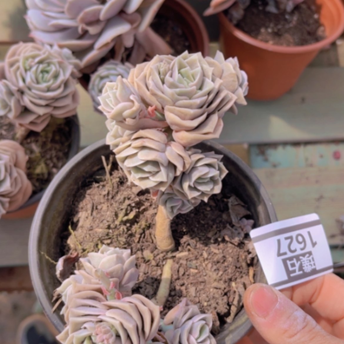 【闪购商品】可爱玫瑰13头1627