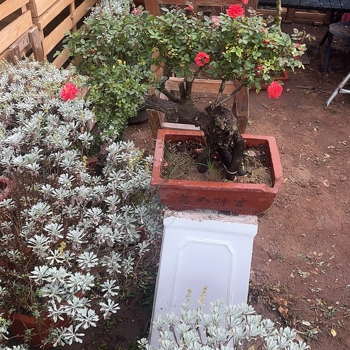 小***頭无花朵哈哈哈哈哈哈