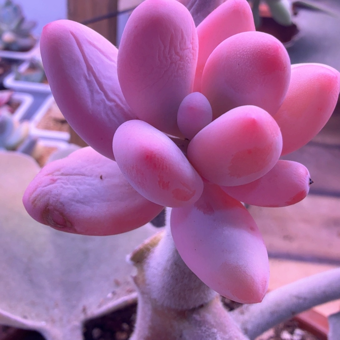 奶酪锦 多肉植物锦