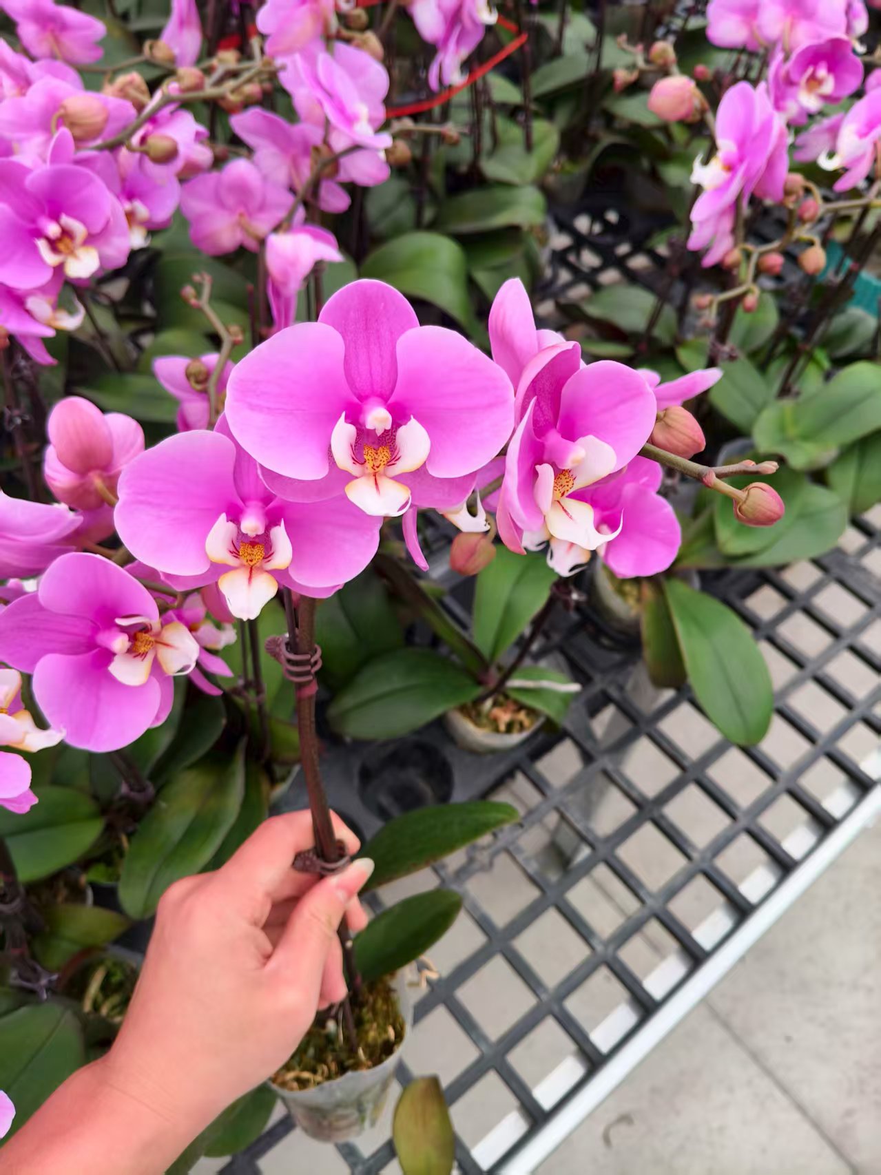 蝴蝶兰【安娜】花苗盆栽带花剑花苞客厅室内四季好养观赏花卉