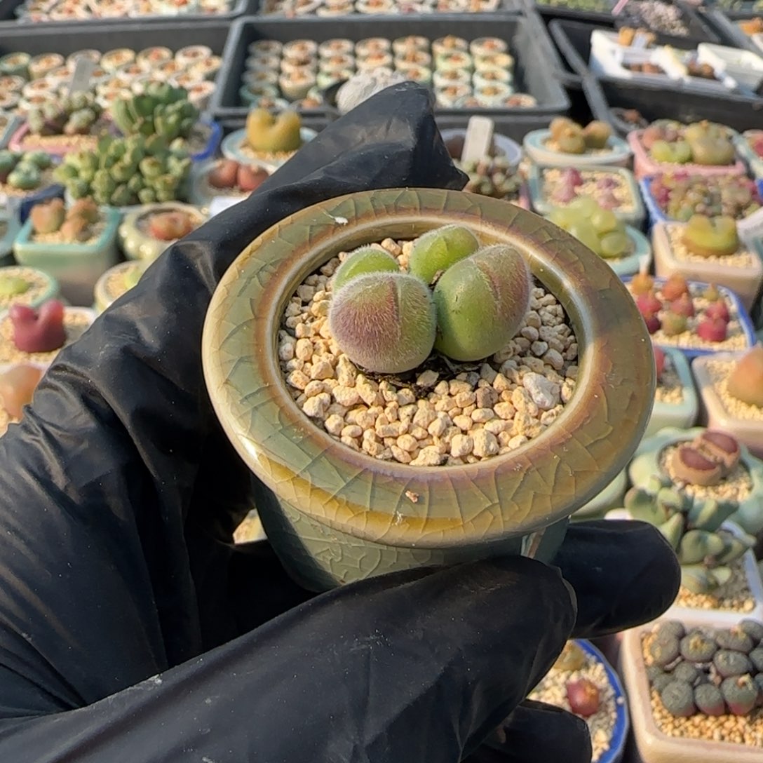 4288--一物一拍 带盆