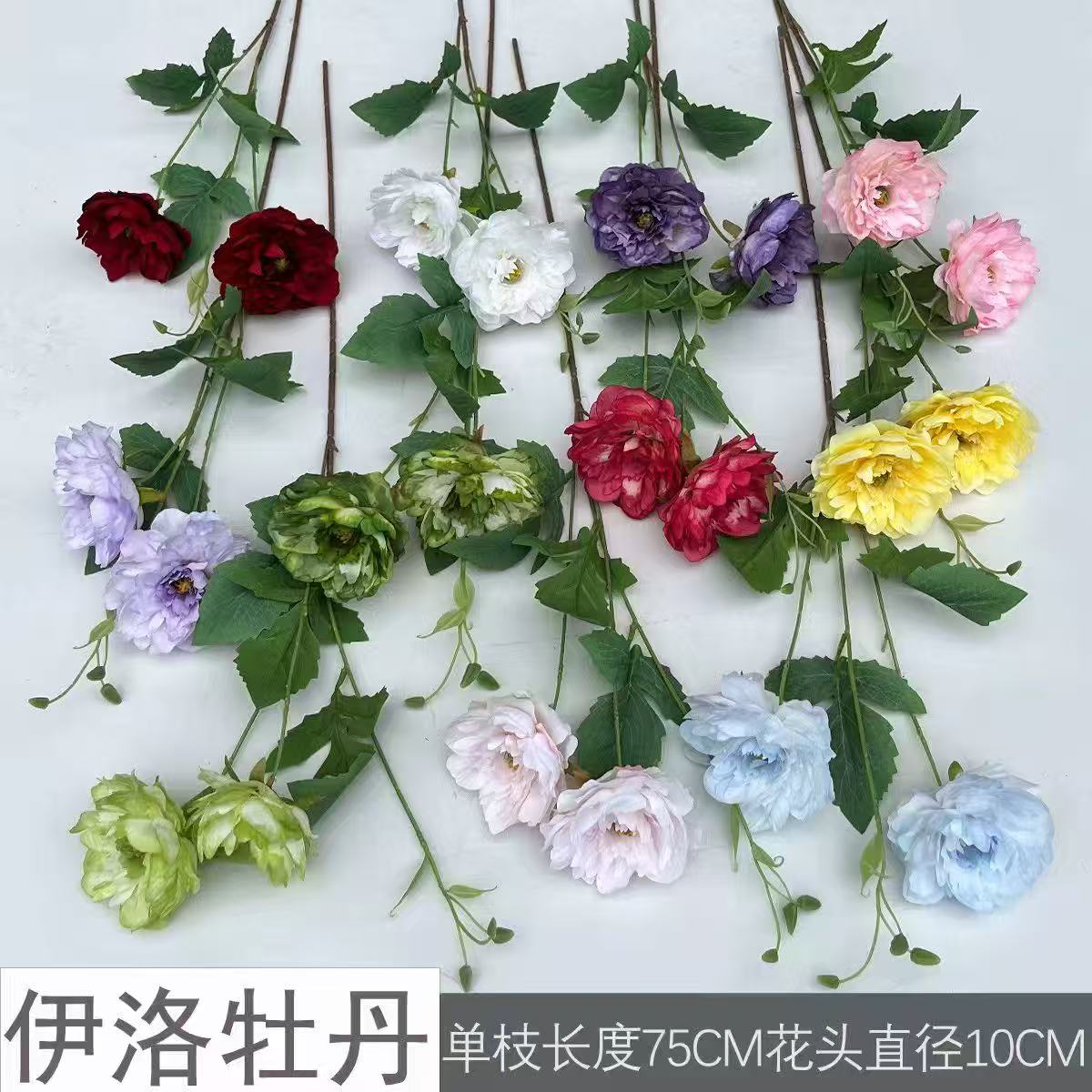 伊洛牡丹单枝长度75CM花头直径10CM