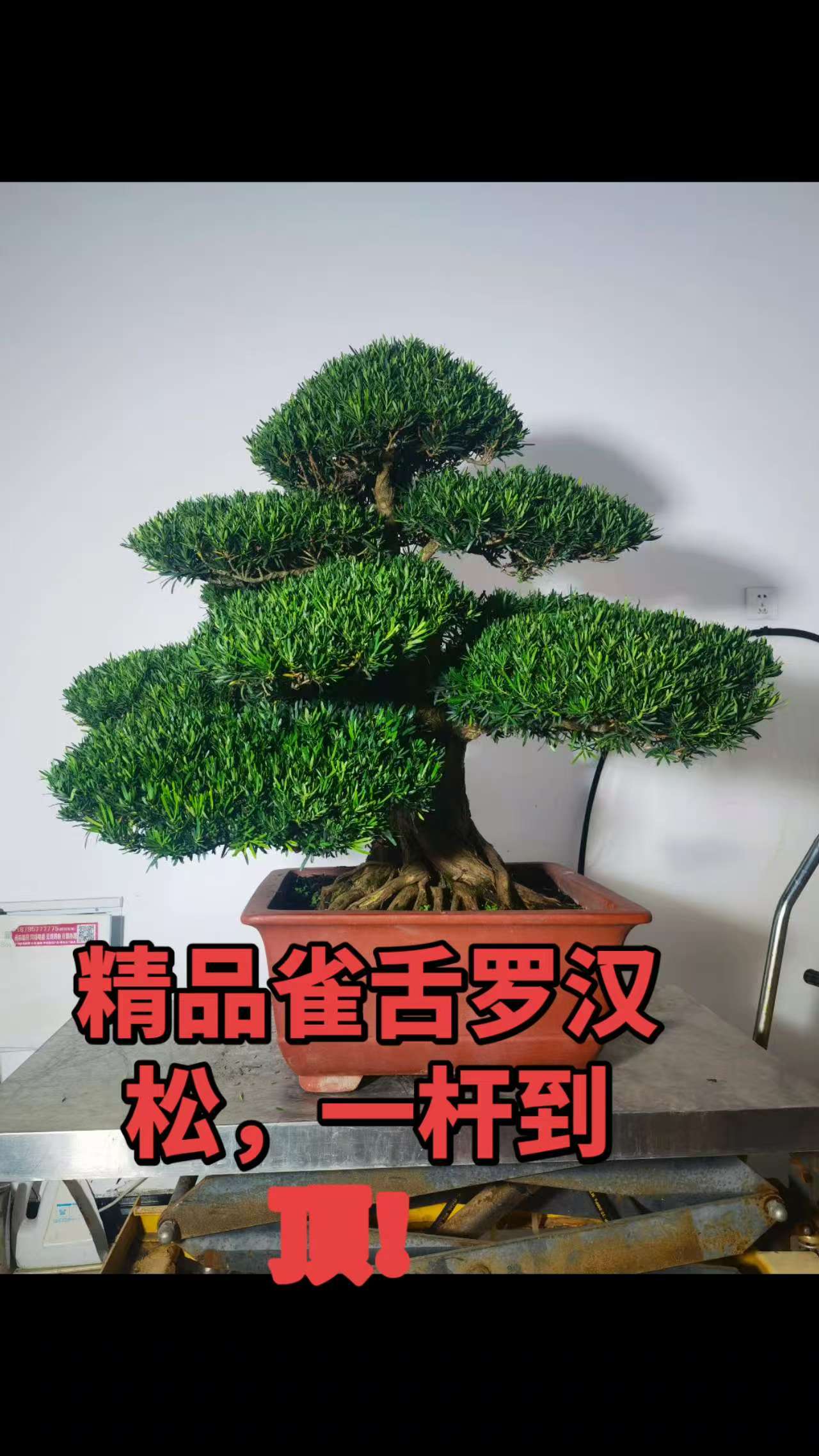 精品雀舌罗汉松，一杆到顶