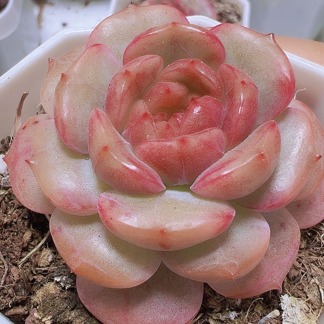 糖葫芦19包邮多肉植物