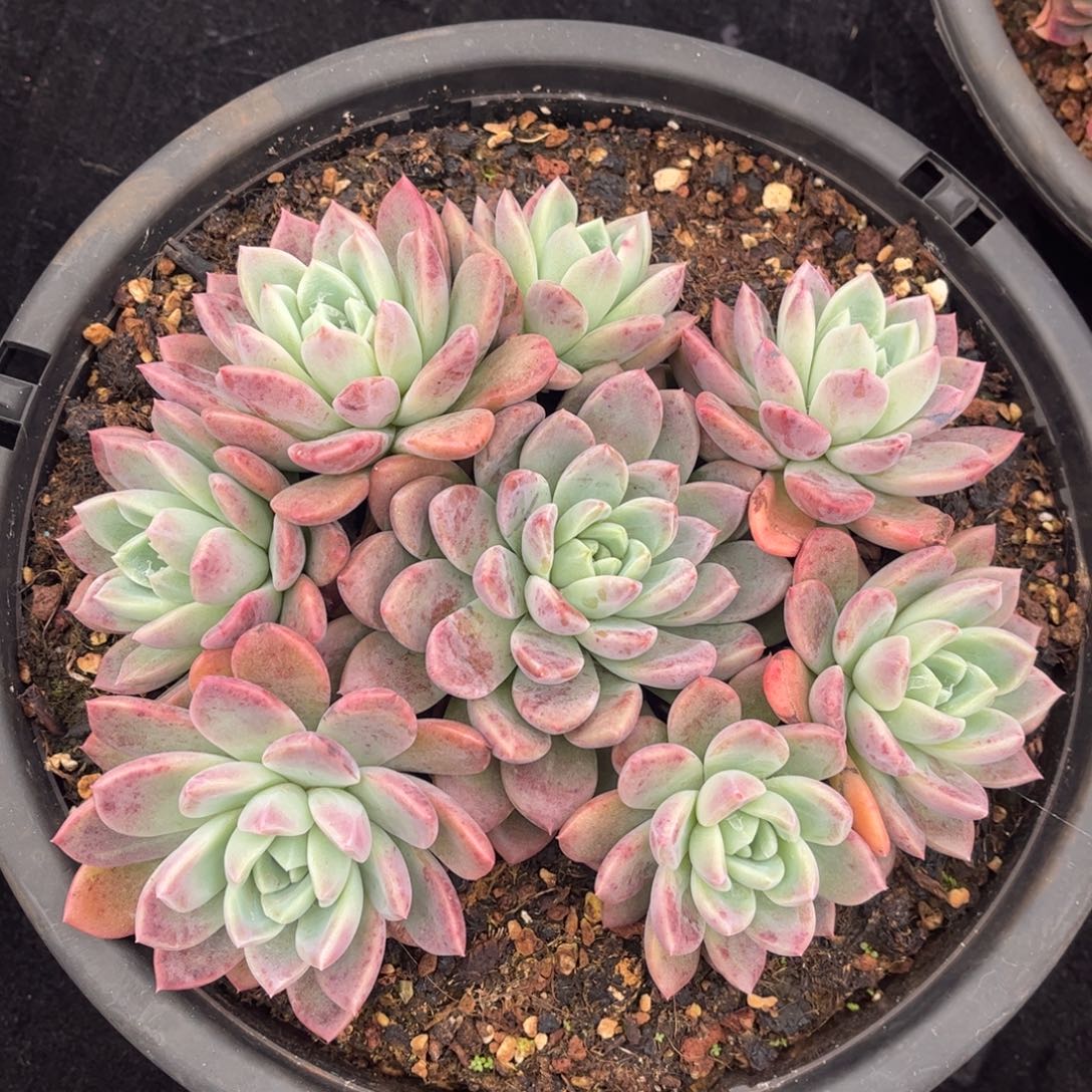 精品东云一物一拍