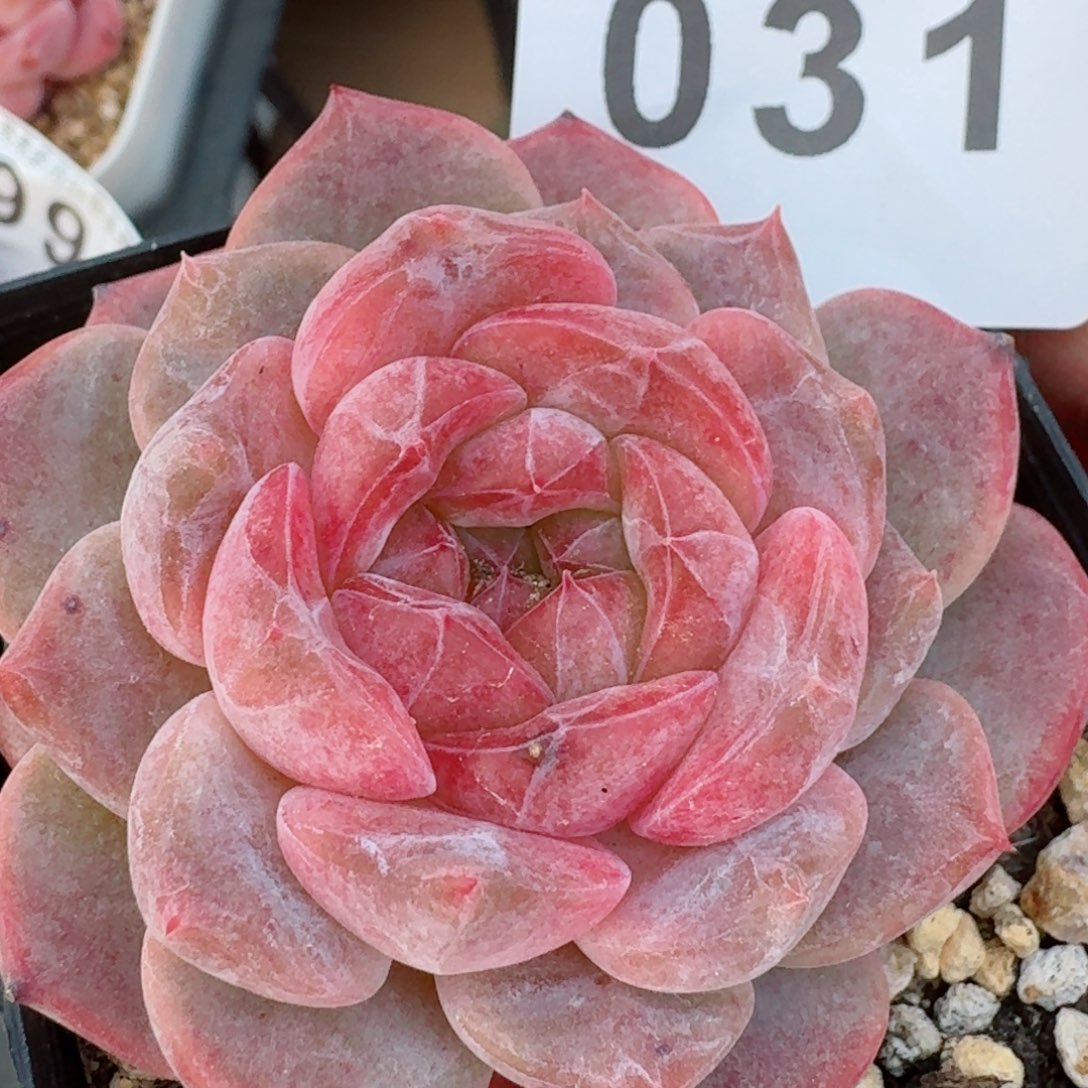 黛玉冰魄         精品多肉