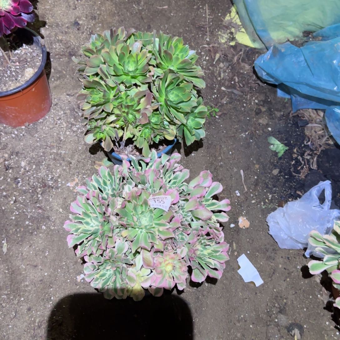 白凤法师2颗155啊啊