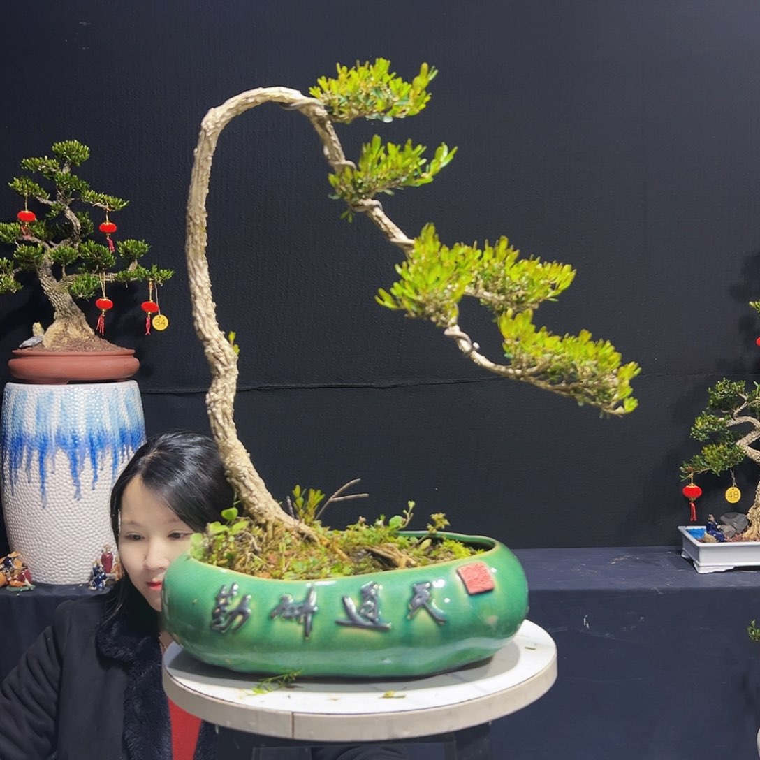 绿植广东皱皮黄杨木