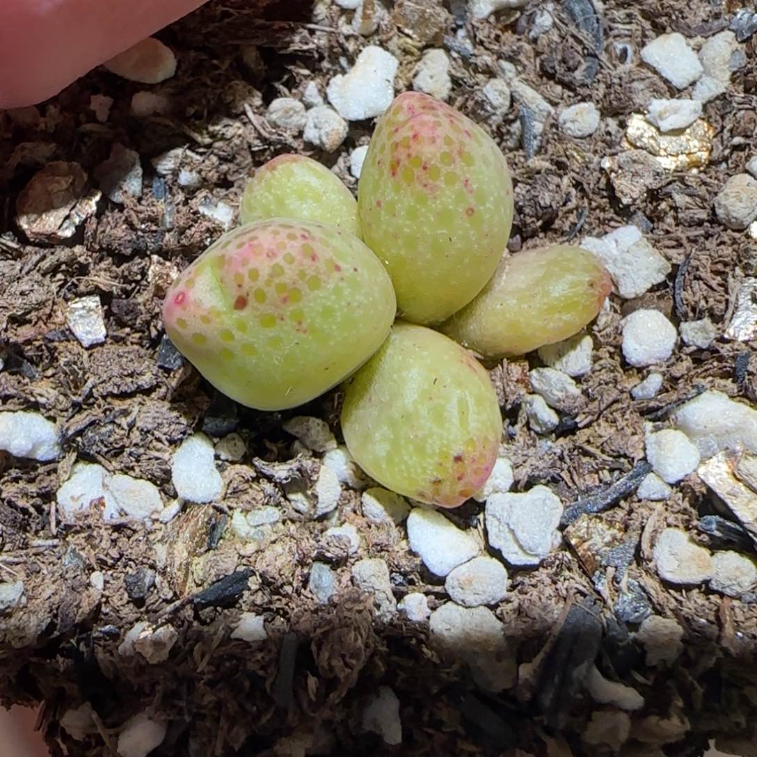 肉锥多肉植物百科6-草莓斑马709