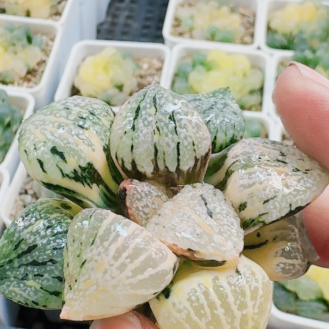 无花朵十二卷银沙大久保白银锦