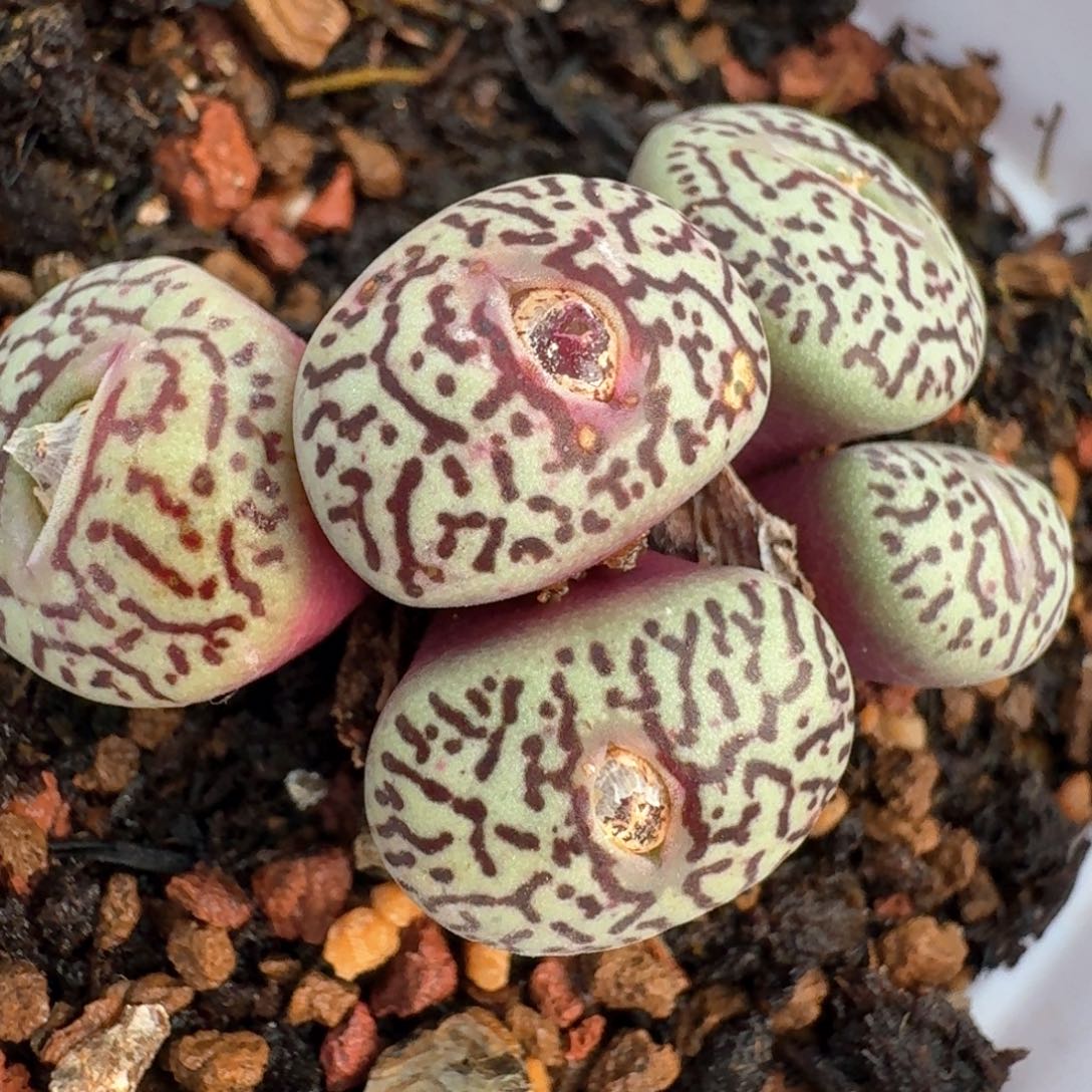 1042带盆土发货  0000000