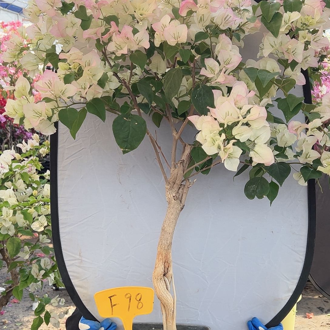 三***龙大部分花苞少量开放F98绿樱