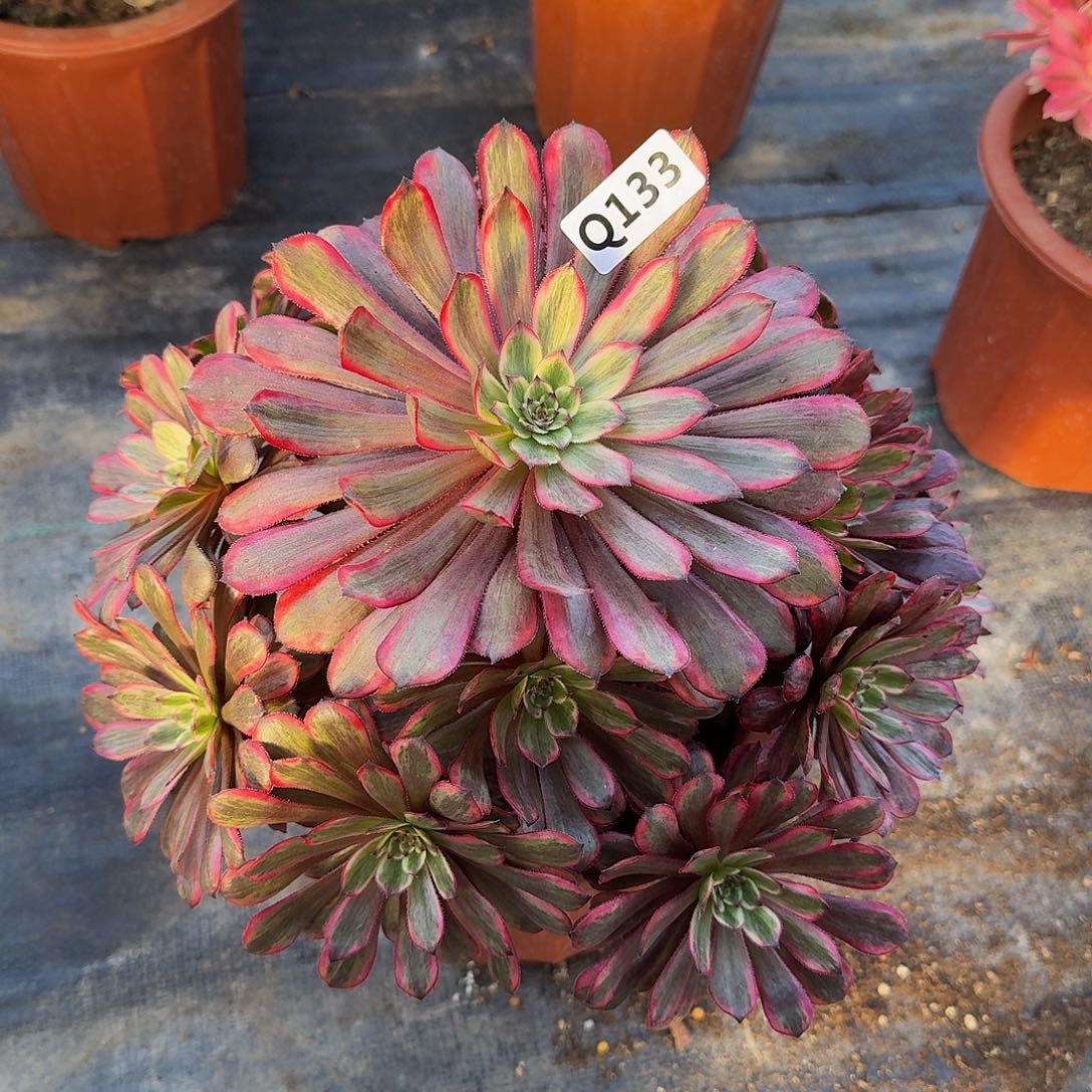 全部花朵133紫霞44冠服27.8左右