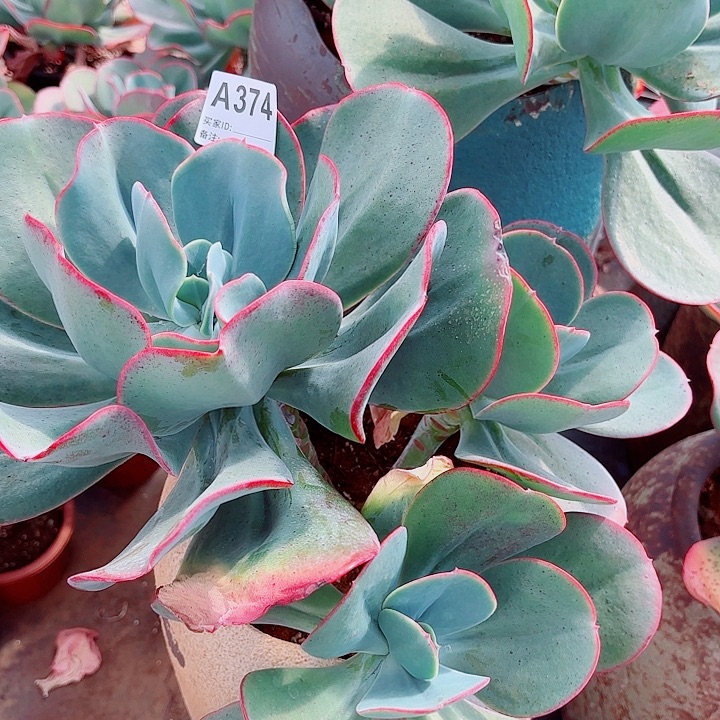 心***方瑞蝶多肉植物374号