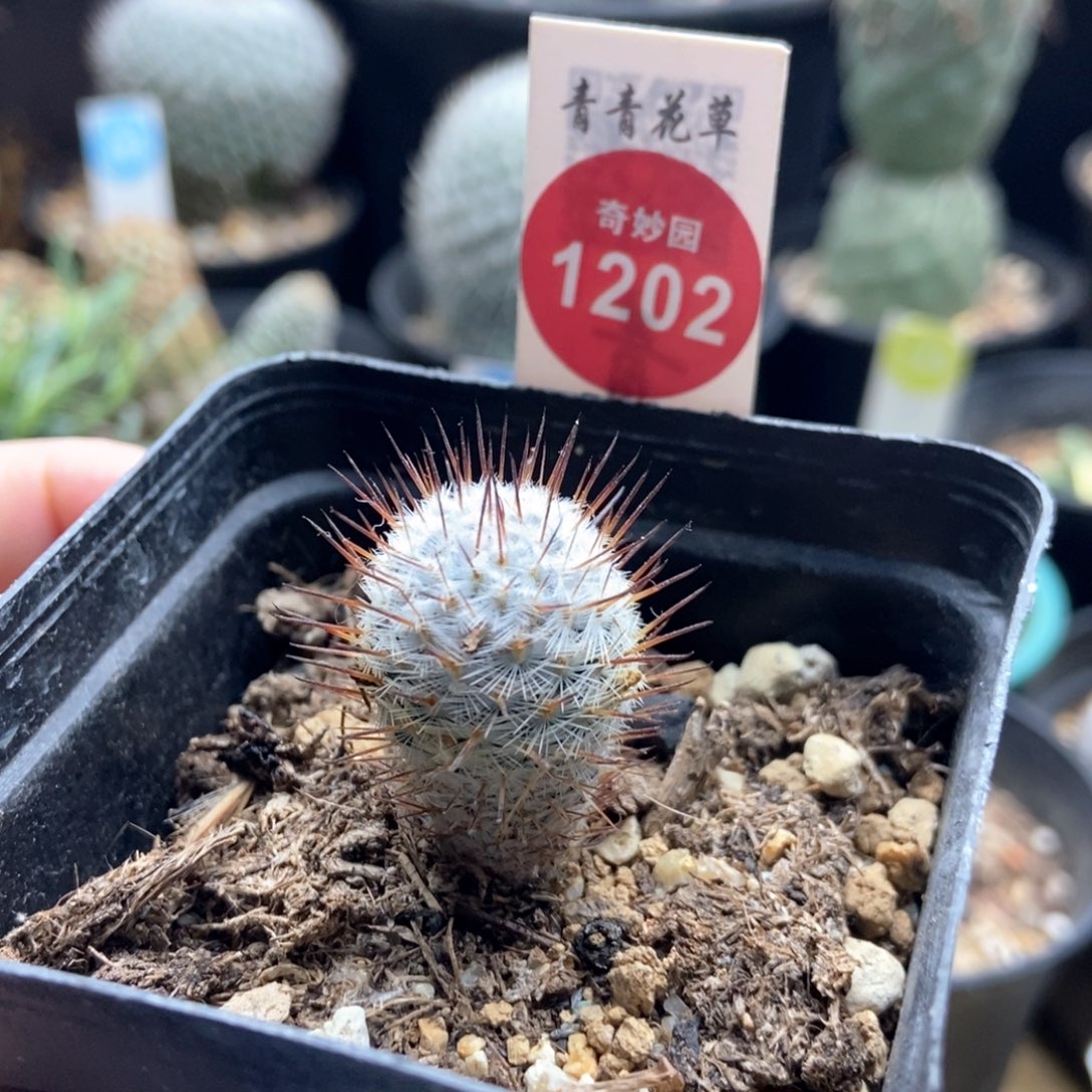 实生直刺佩雷1.8cm