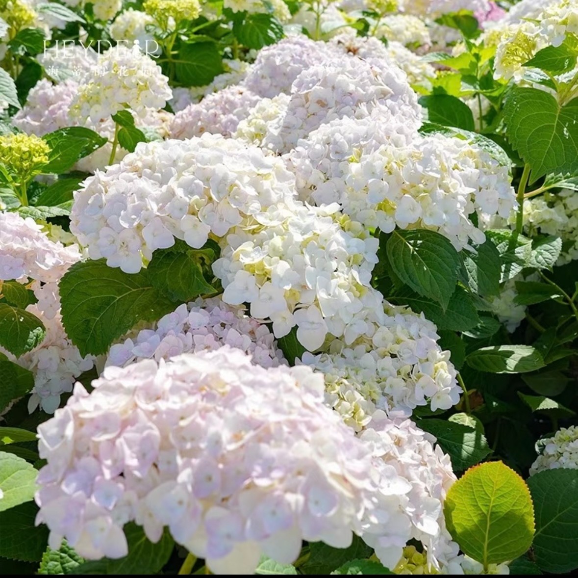 【一物一拍】大花绣球原盆原土基地直发开花种植遮阴高品质