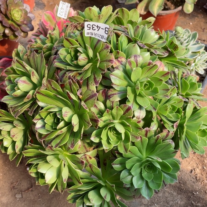 435碧火多肉12345678