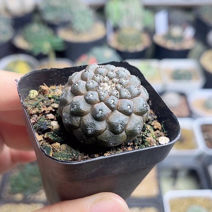 蜥蜴皮3.5公分一颗