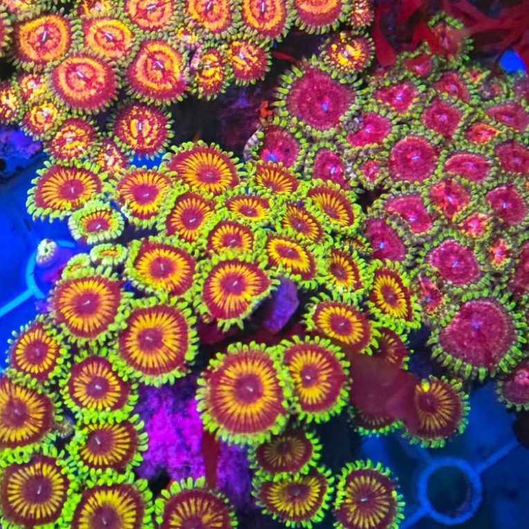 海缸海水红色纽扣群珊瑚观赏新手开缸小丑鱼鲜活易养珊瑚海葵