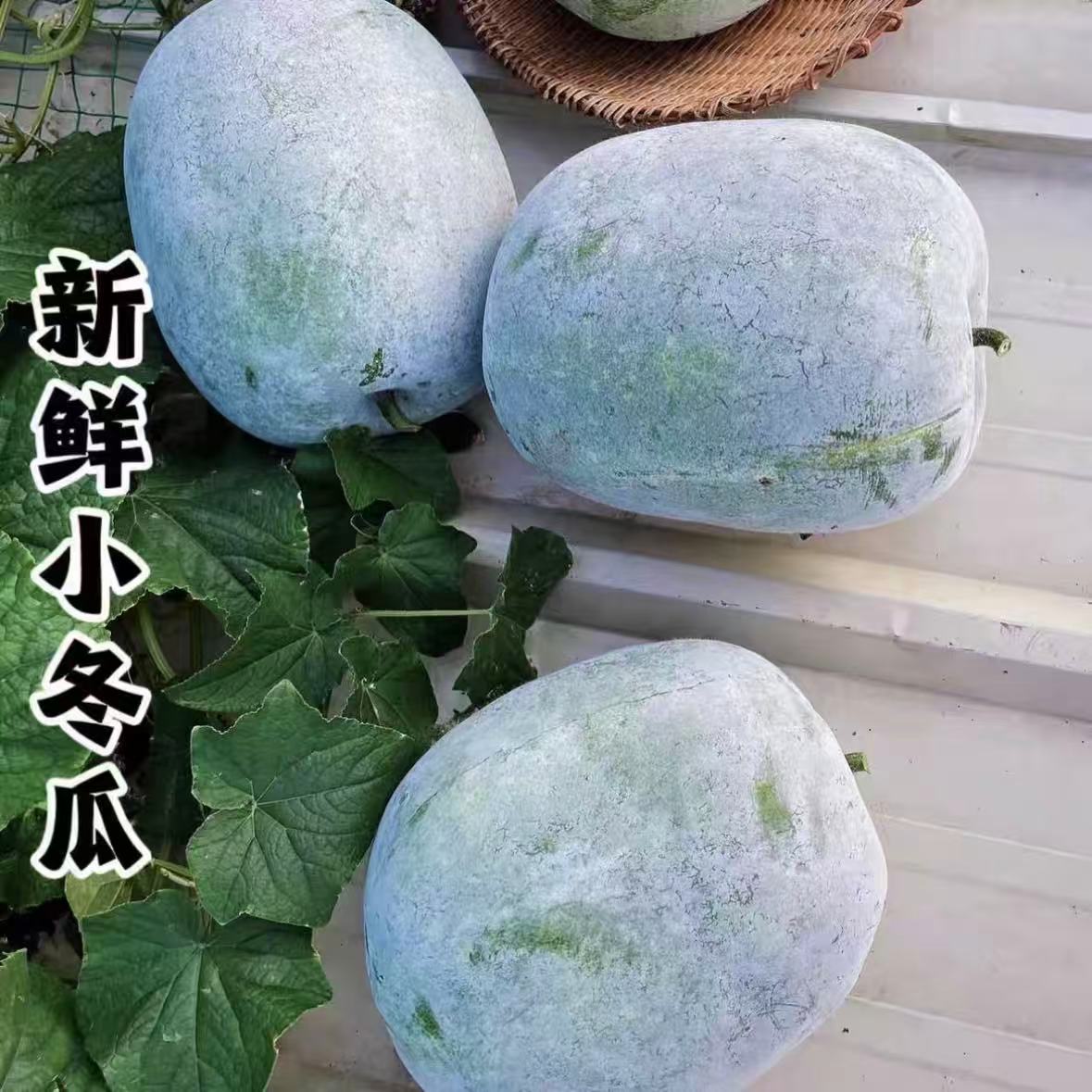 农家自种口感绵密小冬瓜煲汤炒菜佳选