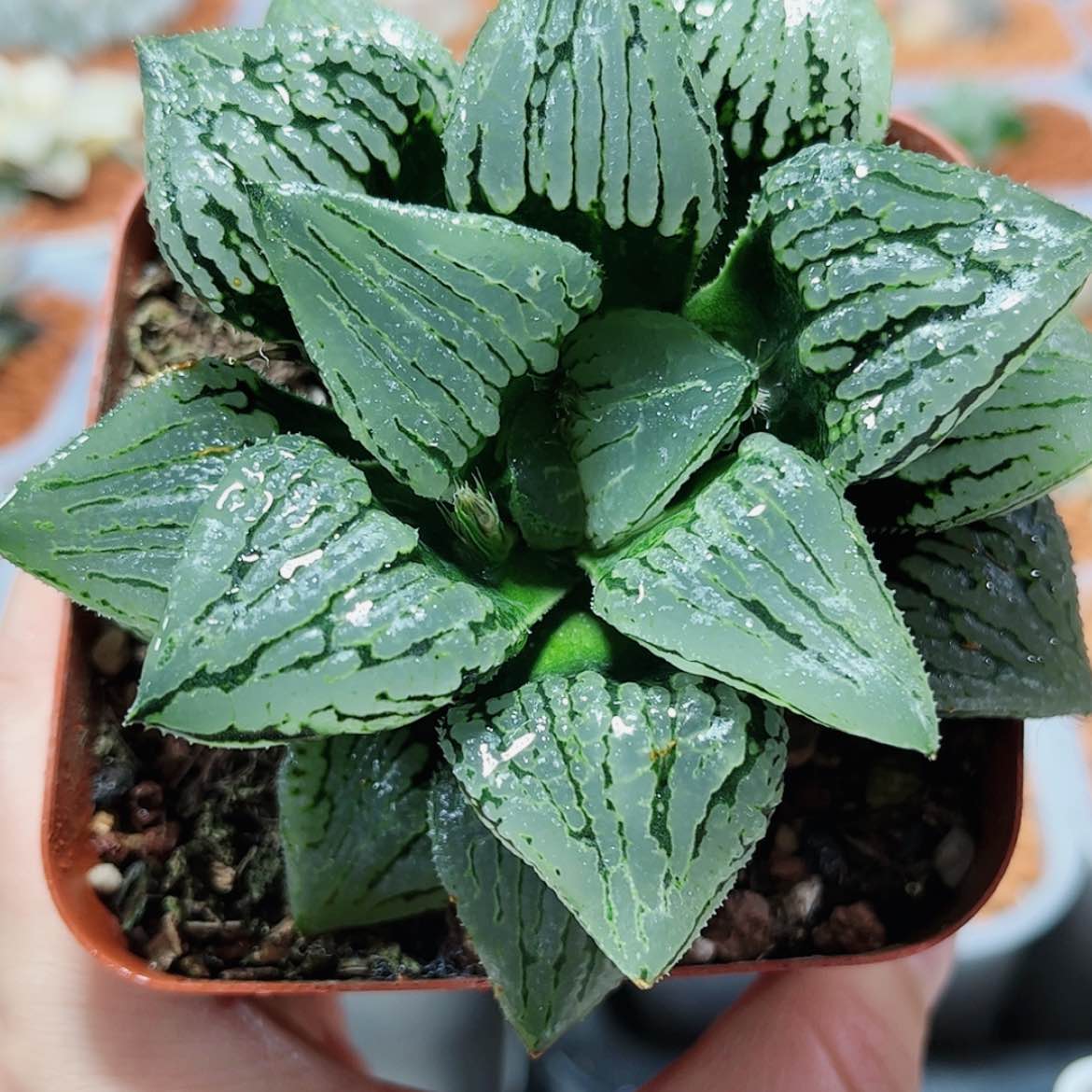 【闪购商品】马丽丽