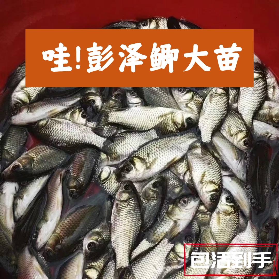 彭泽鲫鱼淡水常温鱼各地适宜好养活四川眉山发货