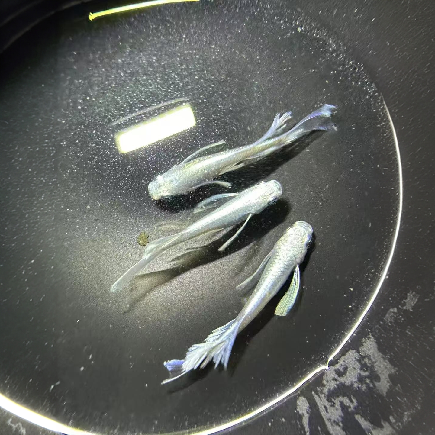 【长鳍/短鳍天使之翼】观背青鳉淡水冷水鱼免加温免打氧