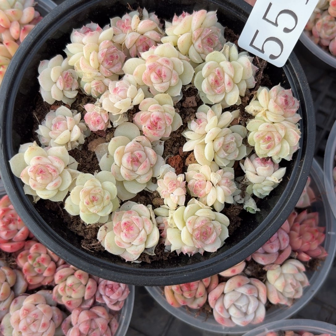 多肉植物多肉植物551