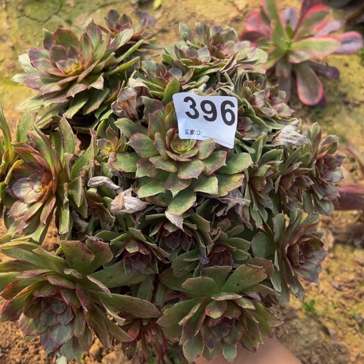 红霞多肉植物396