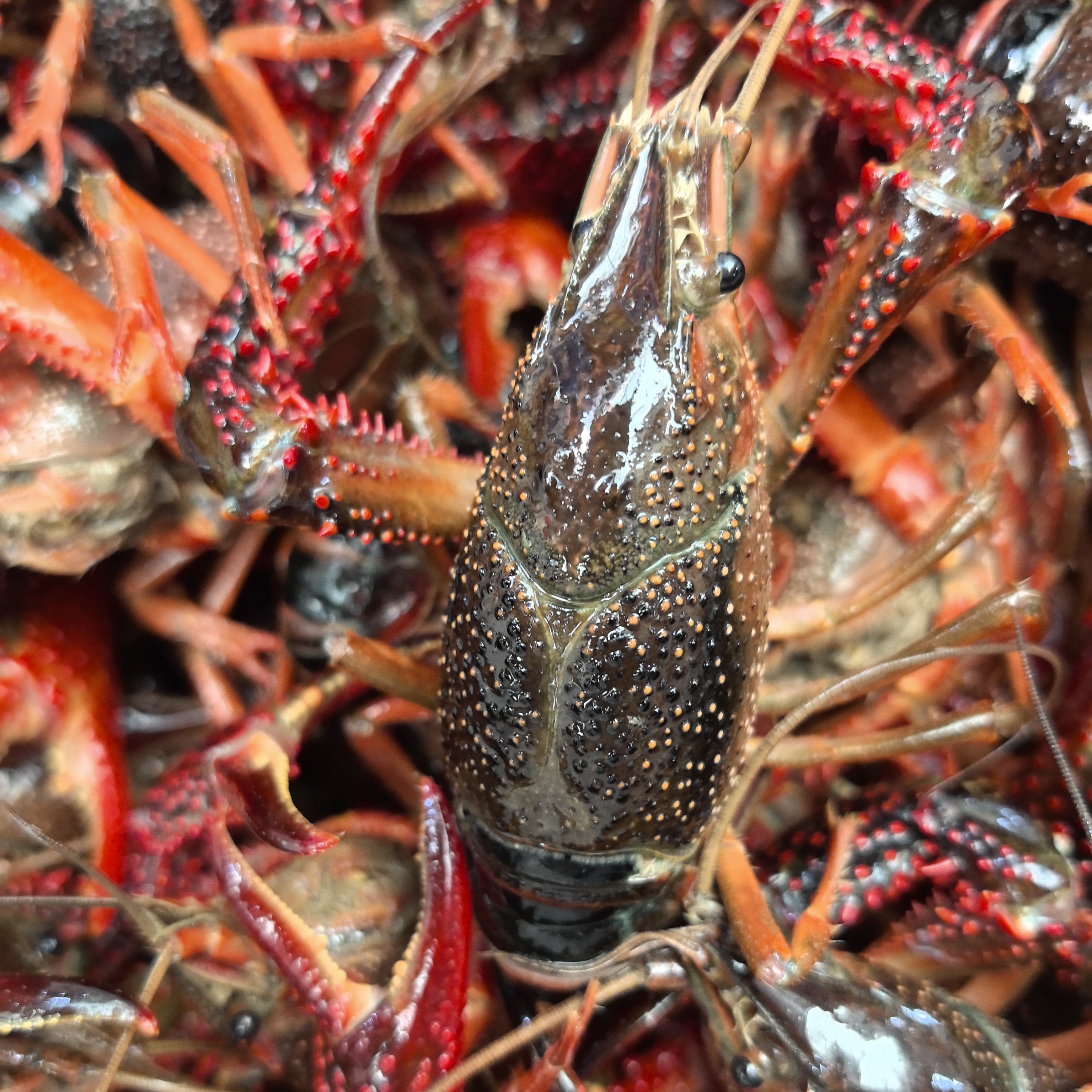 大号小龙虾6-9规格/斤15个左右  辣炒、清真