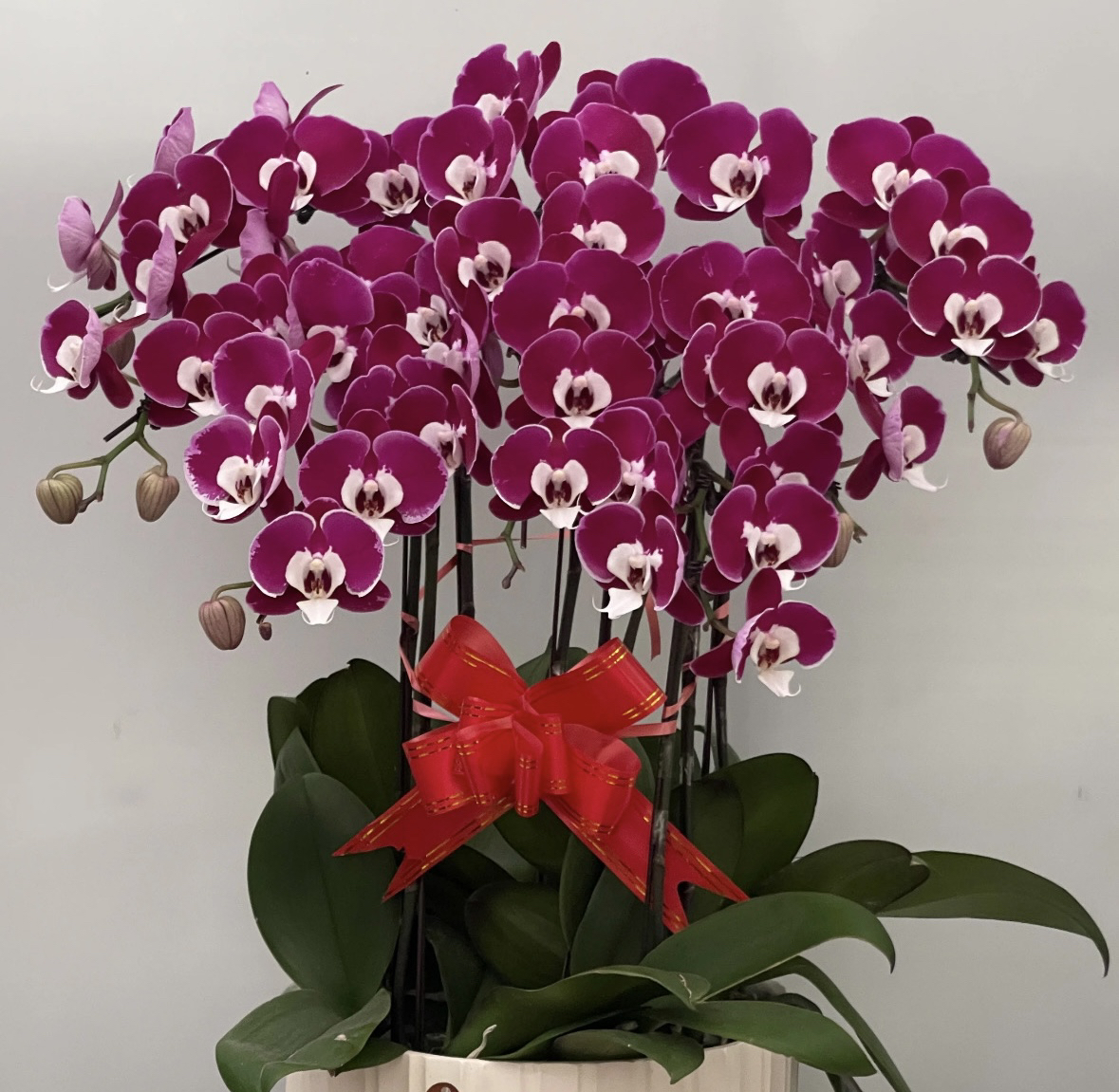 【米歇尔】小众稀有高货植株基地室内高端绿植花卉