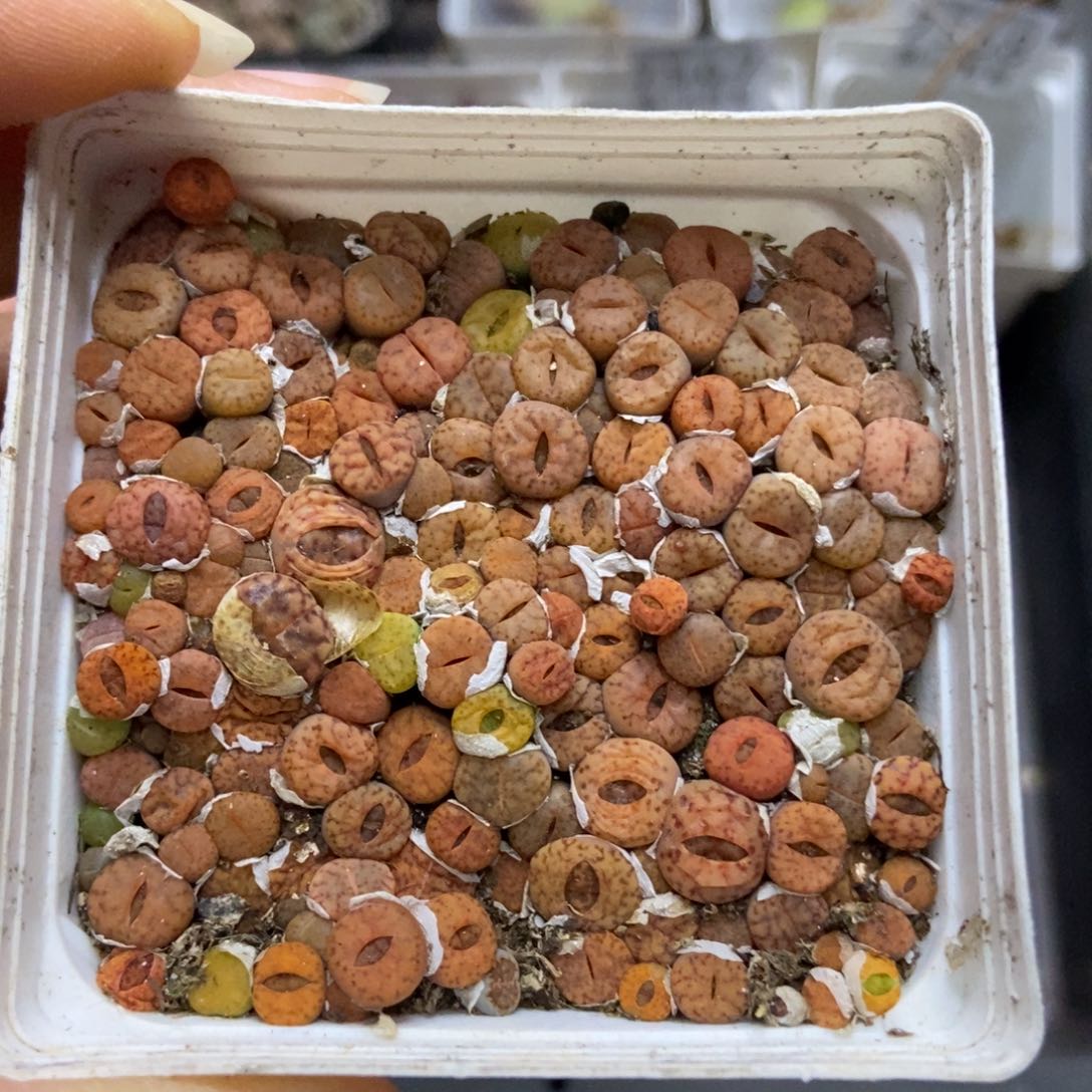 7571一盒七方柘榴