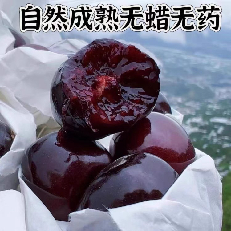 精品套袋车厘子 特大果 新鲜空运当季水果3斤装