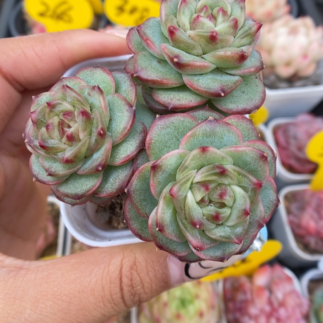 沅芷珍妮群生369号。