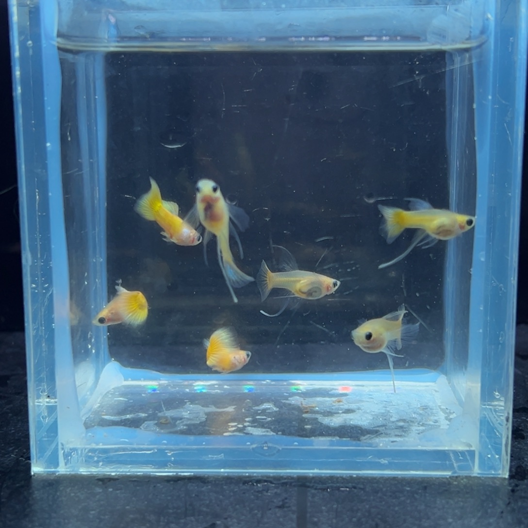 孔雀鱼黄金大c3对皇家3对