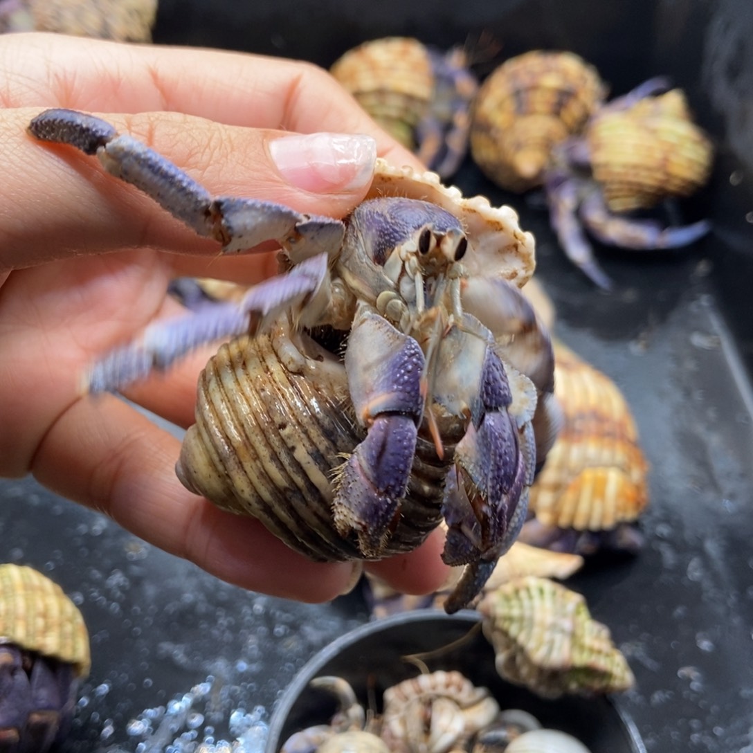 寄居蟹活体紫陆2口左右磨尖
