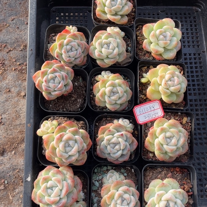 用***5冰玉多肉七方盆一组冠幅保底5厘米13个