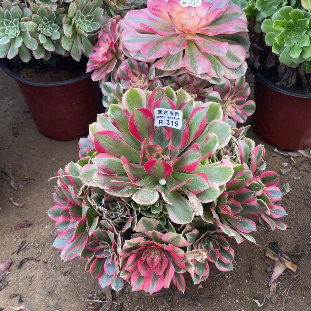 319初恋多肉法师断枝不包