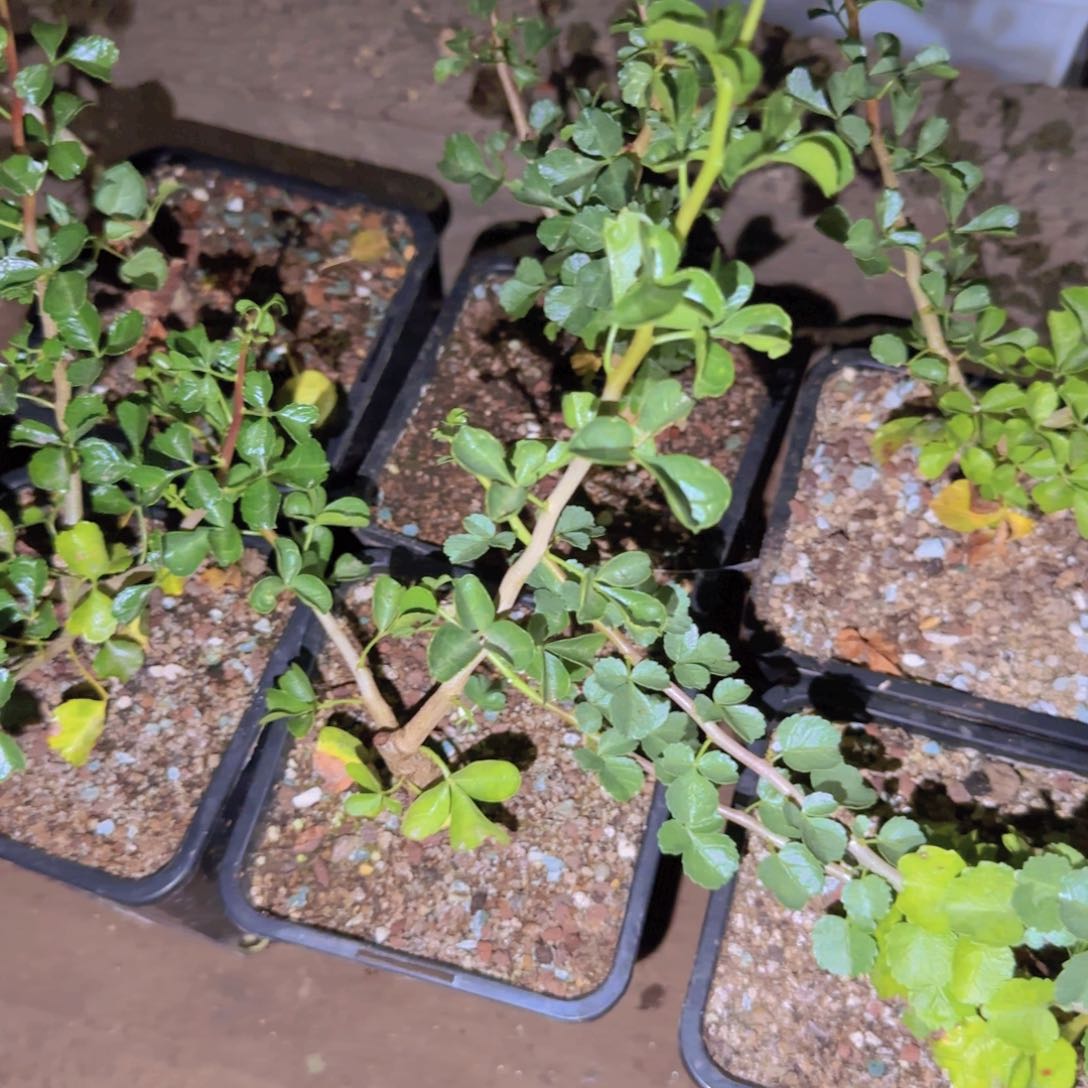 块根植物块根植物