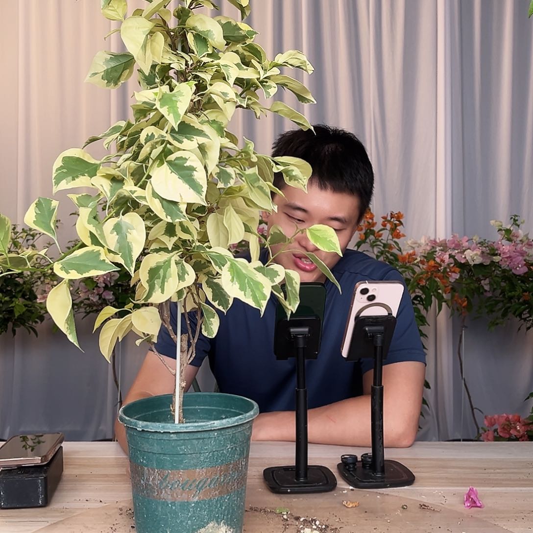 当前无花栽培后可以开花金边带竹一颗