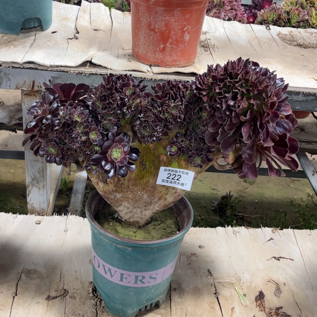 222欧紫缀化多肉植物法师