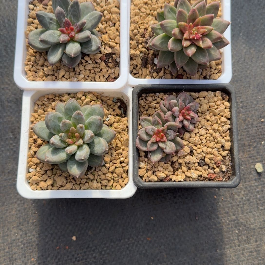 空***。无花朵肉肉肉肉肉肉肉肉