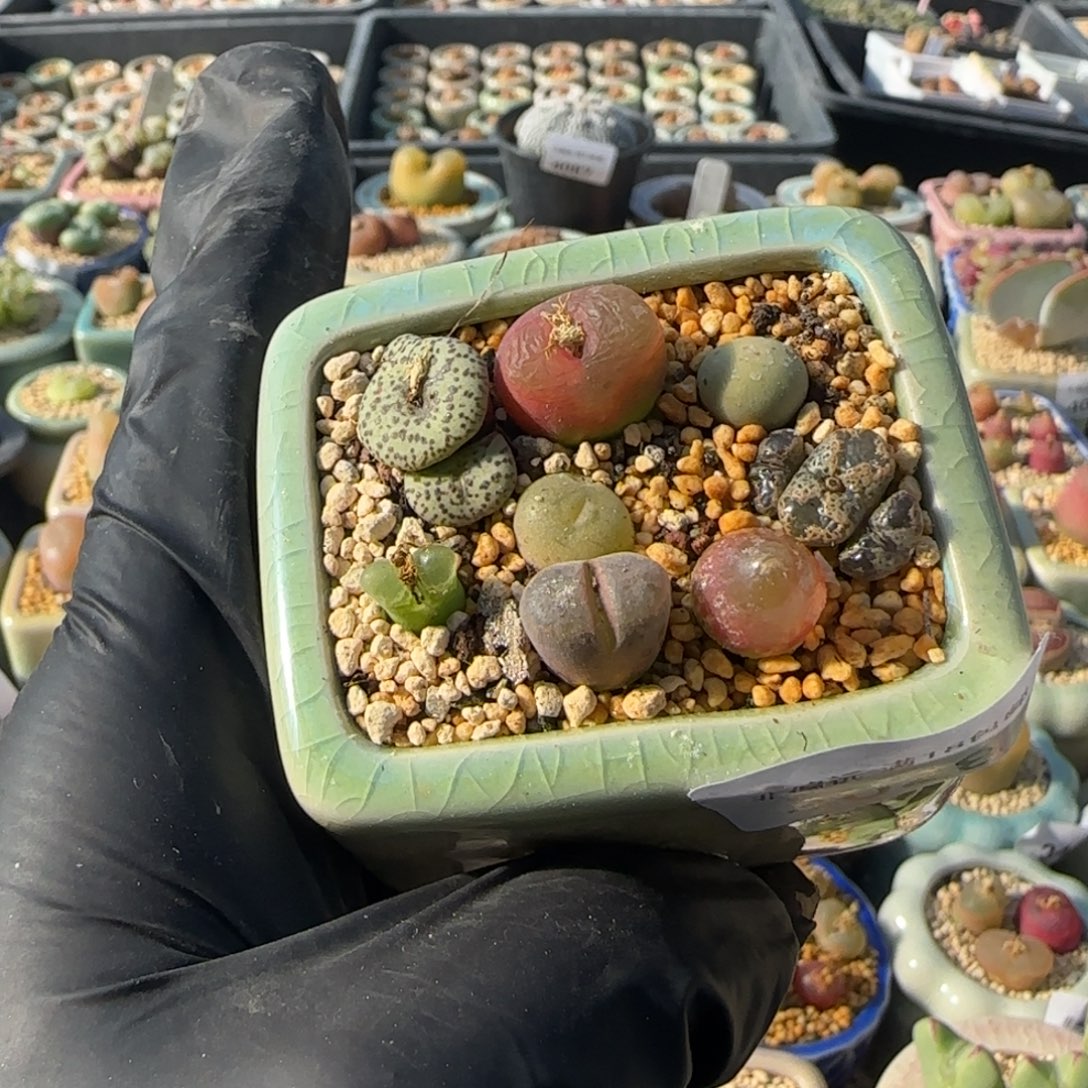 4028--一物一拍 带盆