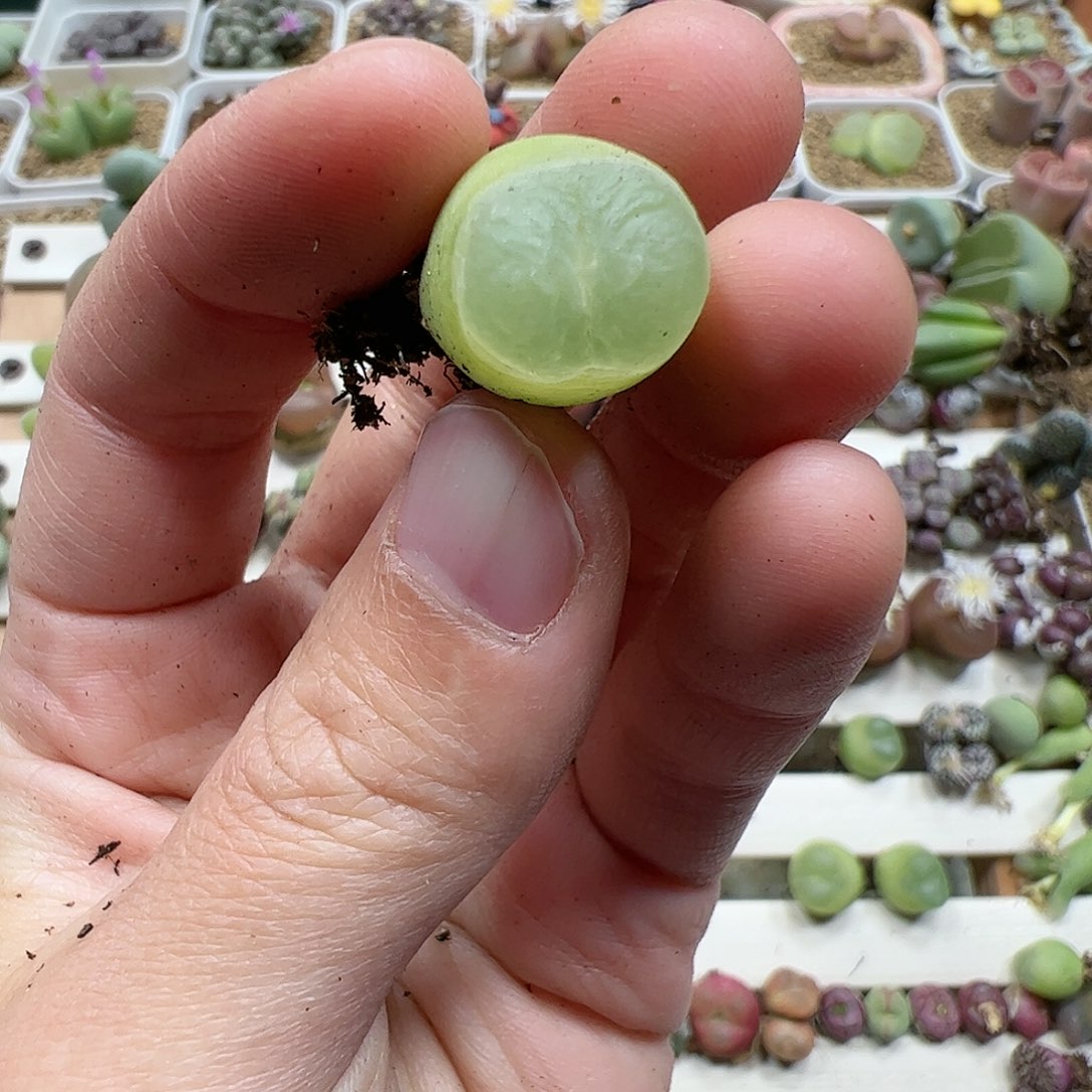 【闪购商品】69 福利