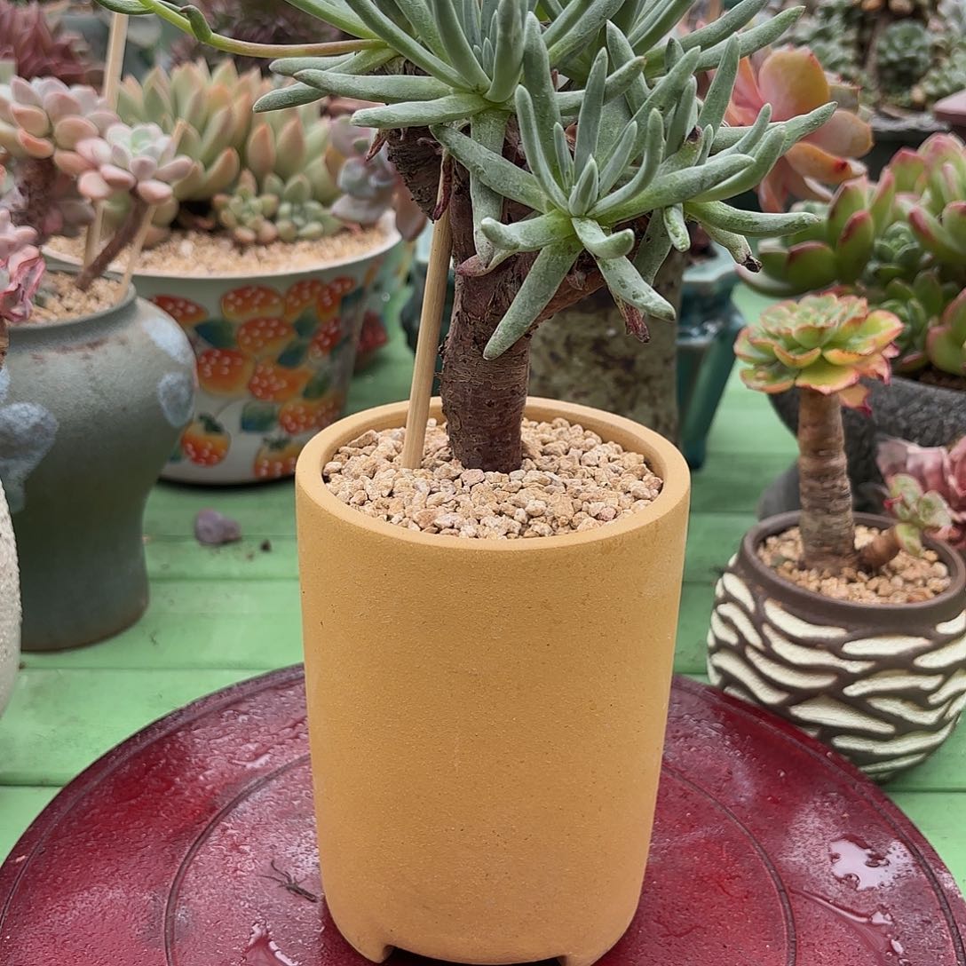 多肉植物啦啦啦啦啦