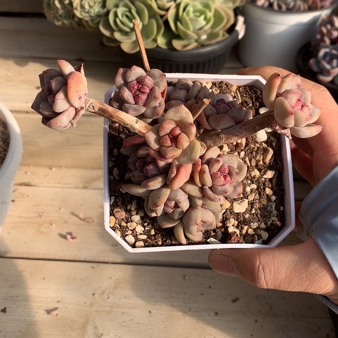 0057石榴籽星影摘心群一棵13.5厘米